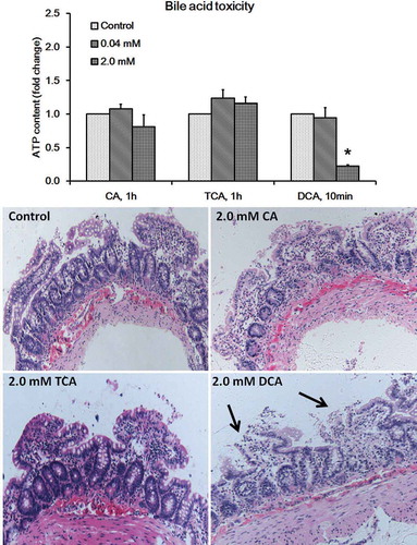 Figure 4. The toxicity of bile acids cholic acid (CA), taurocholic acid (TCA) for 1 h and deoxycholic acid (DCA) for 10 min in rat precision-cut intestinal slices. Upper panel: a significant decrease of ATP was seen already after incubation for 10 min with 2.0 mM DCA, whereas 2.0 mM CA and TCA were not toxic even after 1 h DCA. Lower panel: DCA, but not CA and TCA, caused flattening of epithelial cells and discontinuous epithelial lining (haematoxylin and eosin staining).