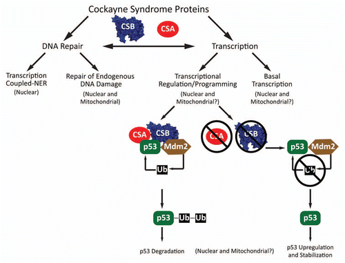 Figure 1 Molecular roles of CS proteins. CSA and CSB operate in DNA repair as components of the TC-NER pathway which removes RNA polymerase blocking lesions and in repair of endogenous DNA damage in the nucleus and mitochondria by interacting with BER/SSBR proteins and stimulating removal of base damage. CSB acts in basal nuclear transcription by promoting elongation by RNAPI and RNAPII and plays a larger overall role in transcriptome regulation/programming. CSA and CSB both physically interact with p53 and stimulate Mdm2-dependent ubiquitination and subsequent degradation of p53. In the absence of CSA or CSB, Mdm2 ubiquitination of p53 is lower, stabilizing p53 and promoting pro-apoptotic signals through p53 dependent transcriptional programming.