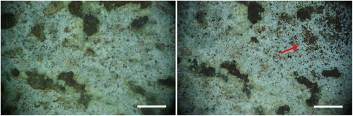 Figure 5. Area 3 test c. Left: before laser cleaning; right: after laser cleaning (bar = 1 mm).