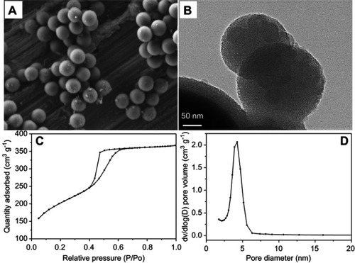 Figure 1 SEM (A) and TEM micrographs (B) of NLS, and N2-adsorption isotherm of NLS (C) and corresponding pore-size distribution of NLS (D).Abbreviations: SEM: scanning electron microscopy; TEM: transmission electron microscopy; NLS: nanoporous lithium-doped magnesium silicate