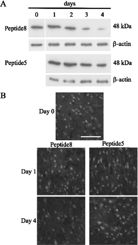 Figure 7 Peptide5 prevents the reduction of NeuN protein levels in ex vivo spinal cord segments. (A) Western blot of NeuN protein levels in ex vivo spinal cord segments treated with 5 μ M peptide5 or control peptide (peptide8) for 24 h and cultured for up to 4 days, showing increased neuronal survival in the presence of peptide5. (B) Immunohistochemical staining of corresponding sections for NeuN at day 1 and day 4 of culture. Scale bar = 100 μ m.
