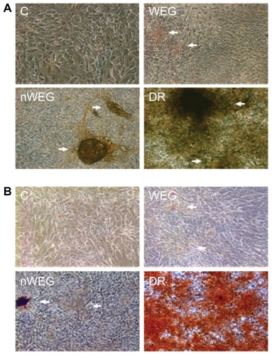 Figure 6 Effects of the water extract of Gusuibu (WEG) and nanoproducts of the WEG (nWEG) on osteoblast maturation. Primary rat osteoblasts isolated from neonatal calvarias were exposed to 10 μg/mL WEG, 10 μg/mL nWEG, or a differentiation agent, including dexamethasone, ascorbic acid, and β-glycerophosphate, for 21 days. Mineralized nodules were stained using the von Kossa (A) and Alizarin red S-staining protocols (B), and then photographed with a light microscope. 100×.