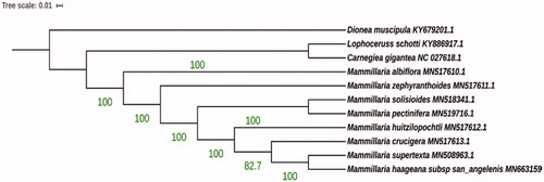 Figure 1. Molecular phylogeny of M. haageana subsp. san-angelensis constructed by Maximum likelihood method. Mammilllaria haageana subsp. san-angelensis has been considered a subspecies for more than 30 years, but our initial results may indicate that it could be elevated to species status. Further studies including complete chloroplast phylogenomics and morphology will be useful to elucidate the Mammillaria phylogenomics.