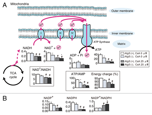 Figure 5. Autophagy deficiency affects energy status and NADPH metabolism. (A) Quantified levels of metabolites involved in metabolism of nucleotides and NADH in autophagy-competent [Atg5 (+)] and autophagy-deficient [atg5 (−)] kidney proximal tubular cells treated with either 25 μM cyclosporin A (CsA) or vehicle for 24 h were superimposed on a mitochondrial metabolic pathway map. (B) Levels of metabolites involved in NADPH in Atg5 (+) and atg5 (−) kidney proximal tubular cells treated with either 25 μM CsA or vehicle for 24 h. Columns, average concentration (nmoL/mg protein); scale bars: SE (n = 8). *P < 0.05 vs. Atg5 (+) cells of corresponding treatment; #P < 0.05 vs. vehicle-treated controls.