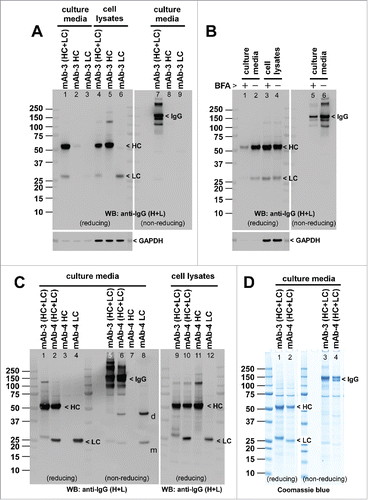 Figure 2. Model mAb-3 is secretion competent. (A) Cell culture media and whole cell lysate samples were prepared on day-7 post transfection and were subjected to SDS-PAGE followed by Western blot using rabbit anti-human IgG (H+L) polysera. Harvested cell culture medium was loaded and analyzed under reducing conditions (lanes 1–3) or non-reducing conditions (lanes 7–9). Whole cell lysates were loaded under reducing conditions (lanes 4–6). Expected band for heavy chain (HC), light chain (LC), or the whole IgG is marked by arrowhead and labeled accordingly. Anti-GAPDH blot is shown at the bottom as a loading reference. Both γ2-HC (lanes 2, 8) and λ-LC (lanes 3, 9) were secretion incompetent by themselves. The used constructs are shown at the top of corresponding lanes. (B) On day-2 post transfection, cell culture media were replaced with fresh growth media with or without 15 μg/ml BFA and maintained in suspension format for 24 hr until day-3 when the cell culture media and cell pellets were harvested and analyzed. The amount of mAb-3 protein secreted to the culture medium during the 24 hr BFA treatment is in lanes 1–2 (reducing conditions) and lanes 5–6 (non-reducing conditions). The amount of IgGs detected in the cell lysates is shown in lanes 3–4 (reducing conditions). Anti-GAPDH blot is shown as a loading reference for cell lysate samples. (C) Expression analysis of mAb-4. Cell culture media and whole cell lysate samples were prepared on day-7 post transfection and were analyzed as above. Expected band for HC, LC, or whole IgG is marked by arrowhead and labeled. (D) Expression comparison of mAb-3 and mAb-4. Cell culture media were harvested from mAb-3 and mAb-4 transfected cells on day-7 post transfection and analyzed under reducing (lanes 1, 2) or non-reducing (lanes 3, 4) conditions. SDS-PAGE gel was stained by Coomassie blue.