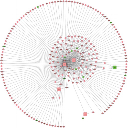 Figure 3 TRN of HOXB4&HOXC4.DEGs. HOXB4&HOXC4.DEGs represent common DEGs in HOXB4/HOXC4-treated hematopoietic cells. Red nodes represent up-regulated genes and green nodes are down-regulated ones. Square nodes represent TFs and circular nodes were not TFs. The lines stand for the interaction between genes.