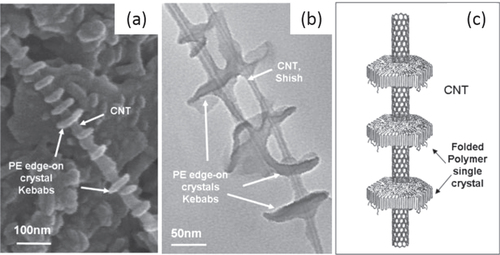 Figure 14. (a) SEM image of MWCNTs decorated by disc-shaped PE single crystals. (b) TEM image of enlarged PE/MWCNT shish kebab structure. (c) Schematic representation of the PE/CNT shish kebab structure. The PE forms folded lamellar single crystals on the CNT surface with polymer chains perpendicular to the lamellae. Reproduced with permission from C Y Li et al Adv. Mater. 17 1198. Copyright 2005 John Wiley and Sons.