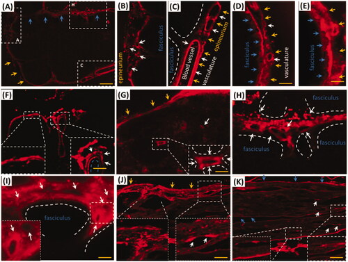 Figure 2. EB diffused into vasculatures and perivascular spaces or tissues in trigeminal epineurium and perineurium. (A) and (B) EB diffused in epineurium and perineurium; (C), (D) and (E) EB distributed in vasculatures of epineurium; (F) EB occurred around vessels and showed sandwich structure. (G)-(I) EB in trigeminal perineurium showed porous structures. (J) and (K) EB diffused along the perineurium and epineurium. Yellow arrows: epineurium; blue arrows perineurium; white arrows: vasculatures; the bar is 50 μm, (A) and (F) 10×; D), (E) and (G)-(K) 20×.