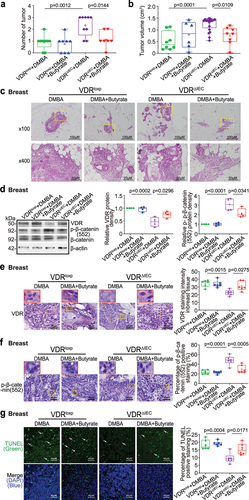 Figure 5. Butyrate-treated VDRΔIEC mice had fewer and smaller tumors, increased breast VDR expression, decreased breast p-β-catenin (552) expression, and increased cell apoptosis. (a) the number of breast tumors significantly decreased in VDRΔIECmice treated with butyrate. Data are expressed as the mean ± SD. N = 7–9, one-way ANOVA. (b) the breast tumor volumes were significantly smaller in VDRΔIECmice treated with butyrate. Data are expressed as the mean ± SD. N = 7–9, one-way ANOVA. (c) Representative H&E staining of mammary glands from the indicated groups. Images are from a single experiment and are representative of 7–9 mice per group. (d) VDR expression increased, while p-β-catenin (Ser552) expression decreased in breast tumor tissue in VDRΔIEC mice treated with butyrate. Data are expressed as the mean ± SD; N = 4, one-way ANOVA. (e) VDR was increased in breast tumor tissue in VDRΔIEC mice treated with butyrate, as shown by IHC staining. Images are from a single experiment and are representative of 6 mice per group. Red boxes indicate the selected area at higher magnification. Data are expressed as the mean ± SD. N = 6, one-way ANOVA. (f) P-β-catenin (Ser552) expression decreased in breast tumor tissue in VDRΔIEC mice treated with butyrate, as shown by IHC staining. Images are from a single experiment and are representative of 6 mice per group. Red boxes indicate the selected area at higher magnification. Data are expressed as the mean ± SD. N = 6, one-way ANOVA. (g) Apoptosis-positive cells were decreased in the breast tumor tissue of VDRΔIECmice treated with butyrate, as shown by TUNEL staining. Images are from a single experiment and are representative of 6 mice per group. Data are expressed as the mean ± SD. N = 6, one-way ANOVA. All p values are shown in the figures.