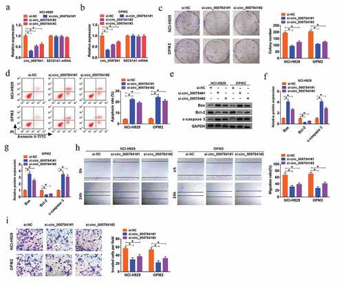 Figure 2. Depletion of circ_0007841 hindered MM cell proliferation and metastasis, while promoted apoptosis. NCI-H929 and OPM2 cells were transfected with si-NC, si-circ_0007841#1, si-circ_0007841#2 and si-circ_0007841#3. (a-b) QRT-PCR assay for the relative expression of circ_0007841 in transfected cells. (c) Colony formation assay for the colony formation ability of transfected cells. (d) Flow cytometry for the apoptotic rate of transfected cells. (e-g) Western blot assay for the protein levels of Bax, Bcl-2 and c-caspase 3 in transfected cells. (h) Wound healing assay for the cell migration of transfected cells. (i) Transwell assay for the cell invasion of transfected cells. *P < 0.05