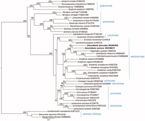 Figure 1. Partitioned maximum likelihood unrooted phylogenetic tree from a concatenated alignment of 13 protein coding genes (3655 amino acid positions, excluding FORF and HORF) for 43 unionid species. The maximum likelihood analysis was performed in IQ-Tree (Nguyen et al. Citation2015) utilizing the best corrected AIC score partitioning scheme (PartitionFinder2; Lanfear et al. Citation2017). Bootstrap support was assessed with 1000 ultrafast bootstrap resamplings in IQ-Tree (Hoang et al. 2018). GenBank accession numbers are included next to the species names, and subfamily and tribe designations follow (Lopes-Lima et al. Citation2017).