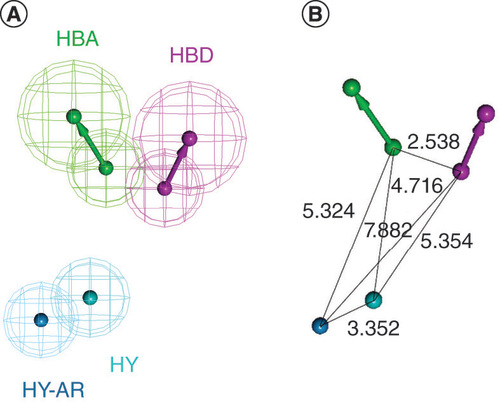 Figure 1. The best pharmacophore model generated by HypoGen. (A) Pharmacophoric features (hydrogen bond acceptor, green; hydrogen bond donor, magenta; hydrophobic, cyan; hydrophobic-aromatic ring, blue). (B) 3D spatial arrangement and geometric parameters of Hypo 1.HBA: Hydrogen bond acceptor; HBD: Hydrogen bond donor; HY-AR: Hydrophobic-aromatic ring; HY: Hydrophobic.