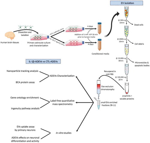 Figure 1. Study overview. Human primary astrocytes were isolated from conceptual brain tissues and cultured as adherent cells. IL-1β (1 ng/mL) was added in the culture to induce astrocyte reactivity. After 24 h, cultured media were removed and cells were washed with PBS three times, and then incubated with EV-depleted media for four days. EVs were isolated from the conditioned media by differential centrifugation combined with fractionation with qEV columns.