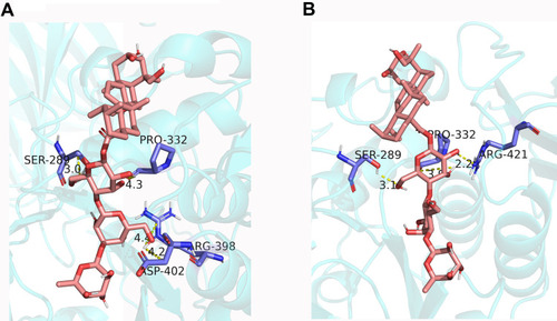 Figure 4 Molecular docking for binding interactions between compound 1 (A), compound 2 (B) and α-amylase.