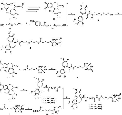 Scheme 1. Reagents and conditions: (a) 4-nitrophenyl carbonochloridate, Et3N, THF, rt., 6 h; (b) THF, rt., 4 h; (c) 1, DCC, DMAP, rt., 20 h; (d) HATU, Et3N, rt., 8 h; (e) anhydrides, NMM, DMSO, rt., 45 min; (f) (i) SOCl2, MeOH, rt., overnight; (ii) NH2NH2, rt., 17 h; (g) EDCI, HOBt, DMAP, Et3N, rt., 10 h.