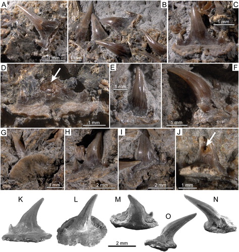 FIGURE 5. †Diprosopovenator hilperti, gen. et sp. nov., RE A 4872/1 and RE A 4872/2, holotype. Close-up views of selected teeth preserved in A–D, RE A 4872/1 and E–J, RE A 4872/2 under normal light. A, two anterolateral teeth in basal and labial views, respectively. B, lateral teeth in labial views. C, posterior tooth in labial view. D, posterior tooth with broken main cusp in labial view. E, anterior tooth in labial view. F, anterolateral tooth in oblique view. G, lateral tooth in basal view. H, lateral tooth in oblique view. I, posterolateral tooth in lingual view. J, lateral tooth in lingual view with broken main cusp. K–O, SEM pictures of lateral tooth extracted from RE A 4872/2 in K, labial, L, occlusal, M, labial, N, mesial, and, O, distal views. Pulp cavities marked by arrows.