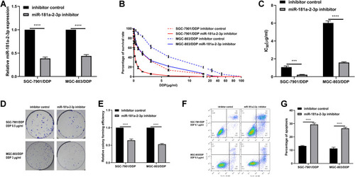 Figure 5 Downregulation of miR-181a-2-3p sensitizes gastric cancer cells to DDP. (A) RT-qPCR results confirm that miR-181a-2-3p level was markedly reduced in SGC-7901/DDP cells and MGC-803/DDP cells transfected with miR-181a-2-3p inhibitor, compared with that in inhibitor control cells. (B) SGC-7901/DDP cells and MGC-803/DDP cells transfected with either miR-181a-2-3p inhibitor or inhibitor control were treated with a range of DDP concentrations for 48 h, after which viability was assessed. (C) miR-181a-2-3p-knockdown in SGC-7901/DDP cells and MGC-803/DDP cells resulted in increased survival rates and higher DDP IC50 values, compared with the inhibitor control cells. (D and E) Following treatment with 0.5 μg/mL DDP in SGC-7901/DDP cells and 3 μg/mL DDP in MGC-803/DDP cells for 2 weeks, reduced levels of miR-181a-2-3p were also associated with decreased proliferation and colony formation. (F and G) Flow cytometric analysis revealed that after treatment with 0.1 μg/mL DDP in SGC-7901/DDP cells and 0.5 μg/mL DDP in MGC-803/DDP cells for 48 h, SGC-7901/DDP cells and MGC-803/DDP cells transfected with miR-181a-2-3p inhibitor exhibited increased apoptotic rate compared with the inhibitor control cells.