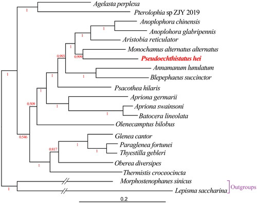 Figure 3. Bayesian Inference (BI) phylogenetic tree from amino acid sequences of 13 PCGs of 21 mitogenomes using MrBayes under the JTT + F + I + G4 model. BI posterior probability values were shown in red color. The complete mitogenome of Pseudoechthistatus hei (ON641973) determined in this study is indicated in red color. The branches of outgroups are depicted as half of their original branch length. The following sequences were used: Apriona germari MW858151 (Zhang Z-Y et al. Citation2021), Paraglenea fortunei MW858148 (Zhang Z-Y et al. Citation2021), Annamanum lunulatum MN356095 (Dai et al. Citation2020), Aristobia reticulator MK423971 (Behere et al. Citation2019), Anoplophora chinensis KT726932 (Li W et al. Citation2016), Oberea diversipes MN709785 (Tian and Wang Citation2020), Agelasta perplexa MW067123 (Li et al. Citation2021), Olenecamptus bilobus MT740324 (Dong et al. Citation2021), Monochamus alternatus alternatus MT547196 (Liao et al. Citation2020), Batocera lineolata JN986793 (Wang C et al. Citation2012), Psacothea hilaris FJ424074 (Ki-Gyoung et al. Citation2009), Glenea cantor MN044086 (Wang X et al. Citation2019), Apriona swainsoni KX184801 (Que et al. Citation2019), Anoplophora glabripennis DQ768215 (Fang et al. Citation2016), Thyestilla gebleri KY292221 (Yang et al. Citation2017), Pterolophia sp. ZJY-2019 MK863510 (Wang J et al. Citation2019), Thermistis croceocincta MK863511 (Wang J et al. Citation2019), Blepephaeus succinctor MK863507 (Wang J et al. Citation2019), Morphostenophanes sinicus MW853764 (Bai et al. Citation2021) and Lepisma saccharina MT108230 (Bai et al. Citation2020).