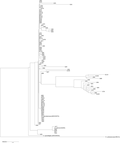 Fig. 1 16S rDNA majority consensus tree of CCUG clinical strains.Flavobacterium johnsoniae (accession number M59051) was selected as an outgroup (software: RDP Tree Builder)