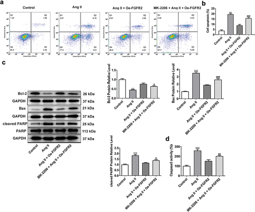 Figure 7. Akt inhibitor MK-2206 reversed the protective effect of FGFR2 overexpression on apoptosis of Ang II-induced HUVECs. (A) the apoptosis of Oe-FGFR2 transfected HUVECs treated by MK-2206 and Ang II was detected by Flow cytometry analysis and (B) the quantification. (C) the expression of apoptosis-related proteins in Oe-FGFR2 transfected HUVECs treated by MK-2206 and Ang II was detected by western blot. (D) the caspase 3 activity in Oe-FGFR2 transfected HUVECs treated by MK-2206 and Ang II was detected by caspase 3 activity assay kit. Data from three independent replicates were presented as mean ± SD. ***P<.001 vs. Control group. #P<.05, ##P<.01 and ###P<.001 vs. Ang II + Oe-FGFR2 group.