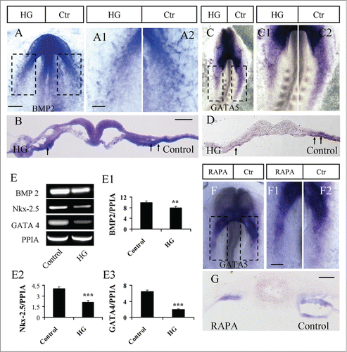 Figure 5. The exposure of embryos to high glucose or RAPA blocked gene expression in progenitors of the heart tube. (A and B): BMP2 in situ hybridization was performed in embryos exposed on one side to high glucose (A). A1 and A2 are high-magnification images from the sites indicated by dotted squares in A. (B) is the transverse section at the level indicated by the dotted line in A. (C and D) GATA5 in situ hybridization was performed in embryos exposed on one side to high glucose (C). C1 and C2 are high-magnification images from the sites indicated by dotted squares in C. (D) is the transverse section at the level indicated by the dotted line in C. (E–E3) RT-PCR data showing the mRNA expression of BMP2, Nkx-2.5 and GATA4 after treatment with high glucose. The RT-PCR result was the representative of 4 independent experiments. **p<0.01 and ***p<0.001 indicating statistically significant differences between high-glucose-treated and control embryos (independent samples T test). (F and G) GATA5 in situ hybridization was performed in the embryos with one side exposed to RAPA (F). F1 and F2 are high-magnification images from the sites indicated by dotted squares in F. G is the transverse section at the level indicated by dotted line in F. Abbreviations: Ctr, control and HG, high glucose. Scale bars = 200 μm in A, C, F; 100 μm in A1-A2, C1-C2, F1-F2; 100 μm in B and D, G.