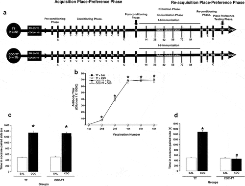 Figure 4. COC-TT vaccine attenuated the re-acquisition of cocaine-induced CPP. Experiment timeline (a). Antibody titer responses (to the sixth boost) in rats immunized with the TT or COC-TT vaccine (b). Mean titers (± S.E.M.). *p < .01 significant effects of the antibody titers generated by the COC-TT vaccine to the 6th booster compared to the antibody titers generated by the TT vaccine in wistar rats. Mean time spent in the cocaine-paired chamber (± S.E.M.) by group (n = 8 animals per group), during acquisition (c) and re-acquisition (d). *p < .01 significant effects on the time in the cocaine-paired side in the TT + COC and COC-TT + COC groups compared to the TT + SAL and COC + SAL groups. #p < .01 significant effects between the TT + COC and COC-TT + COC groups, as determined by two-way ANOVA followed by Tukey’s tests.