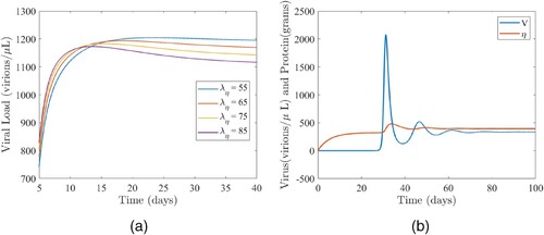 Figure 5. (a) The impact of the protein intake (λη) on the viral load and (b) the dynamics of the viral load (V) and total protein (η). (a) Simulations of the model (Equation1(1) dTdτ=rη−ρ(η)TV−dT,dTidτ=ρ(η)TV−δTi−ψ(η)TiZ,dVdτ=pTi−cV−μVηV,dZdτ=λzη+bTiZ−μzZ,dηdτ=λη−μηη+γηηV.(1) ) illustrating the impact of the protein intake rate (λη) on viral load. For these simulations, p=6000,ψ0=200, and the other parameter values are as given in Table 2. (b) Simulations of the model (Equation1(1) dTdτ=rη−ρ(η)TV−dT,dTidτ=ρ(η)TV−δTi−ψ(η)TiZ,dVdτ=pTi−cV−μVηV,dZdτ=λzη+bTiZ−μzZ,dηdτ=λη−μηη+γηηV.(1) ) illustrating the dynamics of the viral load (V) and total protein (η). Parameter values are as fixed at their baseline values given in Table 2.