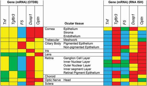 Figure 10. mRNA expression heat maps based on the ocular tissue database (OTDB) microarray data on the left and RNA in situ hybridization (RNA-ISH) expression on the right. Microarray gene expression was classified in percentiles and RNA-ISH data in semiquantitative categories. Blue is <10th percentile; respectively no expression, green is between 10th and 50th percentile; low expression, yellow is between 50th and 90th percentile; moderate expression, red is >90th percentile; high expression.