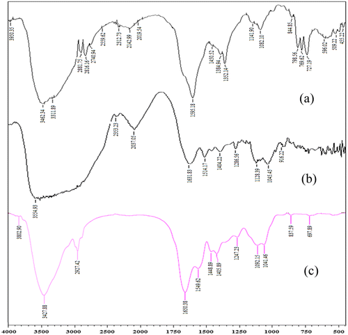 Figure 4. FTIR spectrum of (a) AD-cross-linked casein film (b) GS, (c) GS loaded AD-cross-linked casein film.