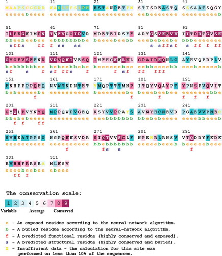 Figure 2. Analysis of evolutionary conserved amino acid residues of DAZL by ConSurf. The color coding bar shows conservation score.