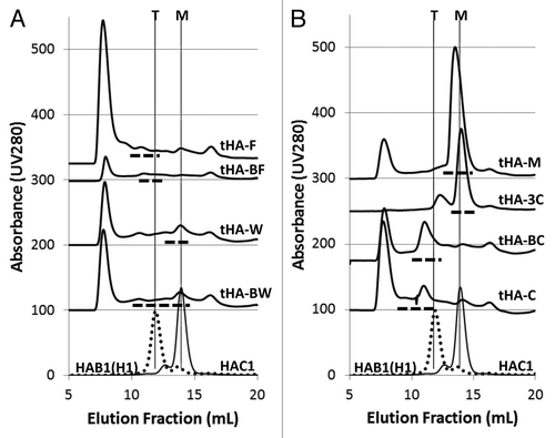 Figure 1. Evaluation of trimeric HA vaccine candidates by SEC. Monomeric HAC1 and trimeric HAB1(H1) elution profiles are shown at the bottom of each panel. The elution volumes for monomeric HA (14 mL) and tHA (12 mL) are indicated by the vertical lines marked M and T, respectively. tHAs were captured over IMAC and separated over analytical SEC. Fractions were collected and HA identified by western blot; the dashed lines under each profile indicate the fractions where trimeric candidates were identified. Oligomerization state of each candidate as monomeric or trimeric was based on their relative elution volume to the standard retentions of HAC1 or HAB1(H1).