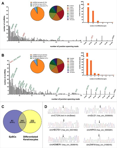 Figure 1. circRNAs are highly abundant in EpSCs and differentiated keratinocytes. (A) In the EpSCs 402 circRNA species were supported by an average of 10 reads per replicate. The circRNA derived from exon 3 of HIPK3 was the most abundant. Selected host genes with upregulated (green) or downregulated (red) circRNAs upon differentiation are indicated. (B) In the differentiated keratinocytes 563 circRNA species were supported by an average of 10 reads per replicate. The circRNA derived from exon 3 of HIPK3 was the most abundant. Selected host genes with upregulated (green) or downregulated (red) circRNAs upon differentiation are indicated. (C) Venn diagram illustrating the overlap of circRNAs detected in the EpSCs and the differentiated keratinocytes. (D) Validation of RNA-seq data by Sanger sequencing across back-splicing junctions of selected circRNAs.
