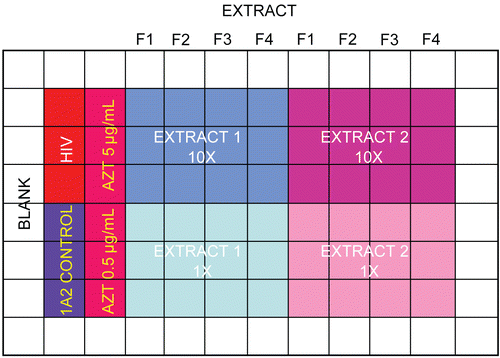 Figure 6.  HIV cytoprotection assay plate layout. Four fractions of each extract are tested at 10 and 1 μg/mL alongside appropriate controls..