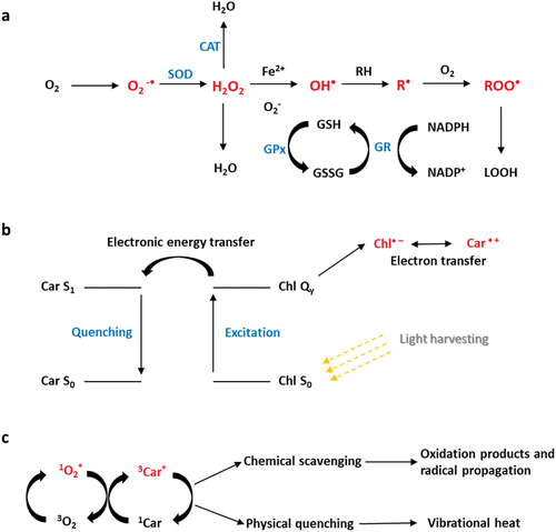 Figure 10. The mechanisms delineating the antioxidant action of chlorophyll and carotenoid in diverse processes. (a) The reactive oxygen species (ROS) generation and propagation of chlorophyll antioxidant and the participating reactions and enzymes. (b) Depicts the electron transfer from the characteristic conjugated polyenic chain of carotenoids (Car) to chlorophylls (Chl). (c) This entails the physical quenching of singlet oxygen [Citation117].