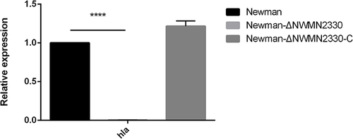 Figure 4 RT-PCR results of hla. Newman represents the wild strain, Newman-ΔNWMN2330 represents the deletion mutant, Newman-ΔNWMN2330-C represents the reverted strain. Statistical significance was determined by the unpaired t-test, wild strain compared to deletion mutant strain, and ****Represents P<0.0001.