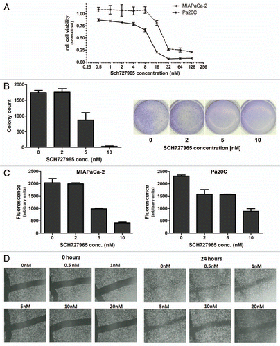 Figure 1 Cyclin dependent kinase inhibitor SCH727965 reduces growth, colony formation and motility of pancreatic cancer cells in vitro. (A) Treatment with SCH727965 causes dose-dependent growth retardation of pancreatic cancer cells in vitro as observed in MTT assays. (B) SCH727965 significantly reduced colony formation of MIAPaCa-2 cells in soft agar at concentrations of 5 and 10 nM, respectively. Incubation with SCH727965 inhibited migration of MIAPaCa-2 and Pa20C cells in BD FluoroBlok migration assays (C), and Pa20C cells in wound healing assays (D).