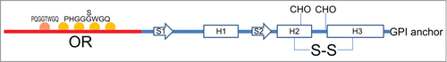 Figure 1. Schematic representation of PrPC structural determinants. Highlighted: N-terminal domain (red line), globular domain (blue line), octarepeat region (OR) with octapeptide sequences (see main text), α-helices (H1, H2 and H3), β-strands (S1, S2), N-linked glycosylation sites (CHO), disulfide bridges (S-S) and glycosylphosphatidylinisotol (GPI) anchor.