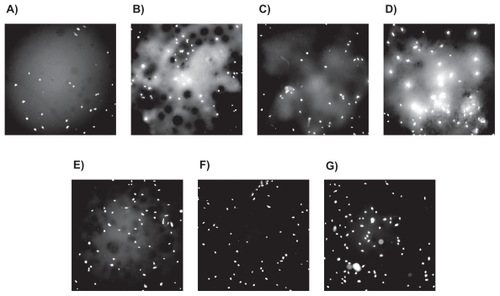 Figure 5 Fluorescence microscopy images (magnification = 10X) of osteoblasts after 24 hours of proliferation on different bone cements: A) Plain, B) ZM (containing micron particulate ZrO2), C) ZN (containing unfunctionalized ZrO2 nano-particles), D) ZNFT (containing ZrO2 nano-particles functionalized with TMS, E) BM (containing micron particulate BaSO4), F) BN (containing unfunctionalized BaSO4 nano-additives), and G) BNFT (containing BaSO4 nano-additives functionalized with TMS).