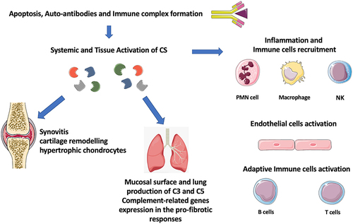 Figure 2 Link between autoimmunity, inflammation and tissue injury and complement system (CS) activation in rheumatoid arthritis and interstitial lung disease.