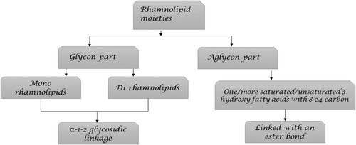 Figure 2. Illustration of rhamnolipid moieties (Citation39).