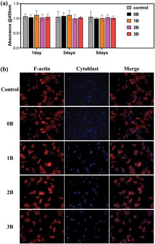 Figure 7. (a) Quantitative analyses of the cell viability of BMSCs after incubation with ionic dissolution products of 0B, 1B, 2B and 3B bioglasses. (b) Fluorescent images of BMSCs morphology after 3 days of incubation with ionic dissolution products of 0B, 1B, 2B and 3B bioglasses.