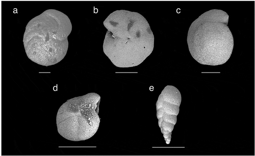 Plate 3. SEM images of the most common benthic foraminifers found in core AO16-8GC. a) C. wuellerstorfi (1.95-1.97 mbsf). (b) and (c) O. tener (0.48-0.50 mbsf). d) S. horvathi (1.95-1.97 mbsf). e) B. arctica (1.95-1.97 mbsf). Scale bars are 100 microns.