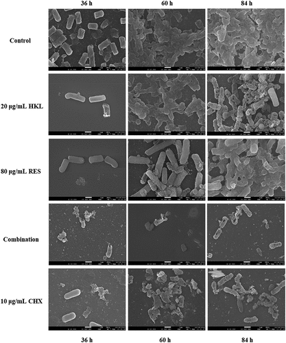 Figure 4. Observe the effect of drugs on the Pg biofilm morphological structure at different stages by SEM (×10000).