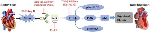 Figure 1 Proposed model for the role of IgE-FcεR1 signaling in cardiac remodeling. Activated TGF-β/PI3K-AKT and TGF-β/Smads signaling after serum IgE and cardiac FcεR1 expression induced by stress (TAC, Ang II) in both cardiomyocytes and cardiac fibroblasts, which ultimately contributes to cardiac pathological remodeling. TGF-β is likely to be a critical mediator for IgE-FcεR1 in promoting cardiac hypertrophy and fibrosis. Suppression of the IgE-FcεR1 signaling using FcεR1-KO mice or anti-IgE antibodies (omalizumab) significantly ameliorates cardiac remodeling in mice.