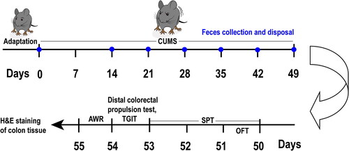 Figure 1. Illustration of the experimental design. After 7 days of acclimation, the CUMS group began to undergo CUMS procedures, which lasted for 7 weeks in total. Once a week, fecal collection and disposal were performed on all mice starting from Day 14. The mice underwent behavioral tests in the following order: OFT on Day 50, SPT from Day 50 to Day 53, distal colorectal propulsion test on Day 54, TGIT on Day 54, and AWR on Day 55. Colon tissue samples were collected after the final behavioral test on Day 55. Note: OFT: open field test, SPT: sucrose preference test, TGIT: total gastrointestinal transit time, AWR: abdominal withdrawal reflex test, CUMS: Chronic unpredictable mild stress, H&E: hematoxylin and eosin.