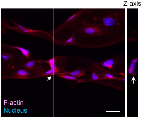 Figure 5. 3D confocal microscopy image of HUVE-cultured scaffold. Arrows point out the area in which Z-axis cross-section was performed. Scale bar: 20 μm. Depth of Z-axis: 12 μm.