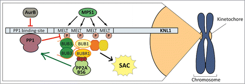 Figure 1. How kinases and phosphatases cooperate to shape a responsive SAC signal. PP2A-B56 is primed to silence the SAC by virture of its interaction with BUBR1. This allows PP2A-B56 to antagonise Aurora B and induce PP1 recruitment, which subsequently promotes MELT dephosphorylation and SAC silencing. Aurora B thus provides the brakes on SAC silencing until the appropriate time.