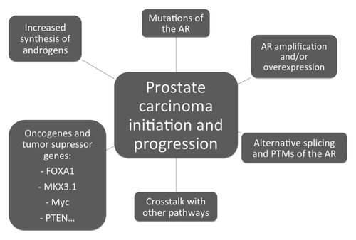 Figure 2. Mechanisms involved on prostate carcinoma initation and progression. AR, androgen receptor; PTMs, posttranslational modifications.