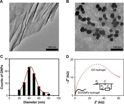 Figure 1 (A) TEM of GO. (B) TEM of GO/GNPs. (C) The size distribution of GNPs on the surface of GO/GNPs. A total of 100 gold nanoparticles on graphene surface were analyzed. Twenty, 40, 60, and 80 nm indicate the size distributions of 1–20, 21–40, 41–60, and 61–80 nm, respectively. (D) The charge transfer resistance (Rct) of GO and GO/GNPs hydrogel. The insets show the Randles’ equivalent circuit model.Abbreviations: GNPs, gold nanoparticles; GO, graphene oxide; TEM, transmission electron microscope.
