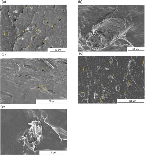 Figure 6. FE-SEM images for fractured surfaces of a, b) MB Wet-DM-4, c) JC-I-M Dry-P, and d,e) Monarch birch Wet-DM-4 reinforced PP composites. The images b) and e) are magnified views. The yellow arrows in Figures a), c), and e) indicate holes formed due to fibers detaching from the sample surface after the impact test. The yellow circle in Figure c) indicates the tip of a fiber in the PP matrix.